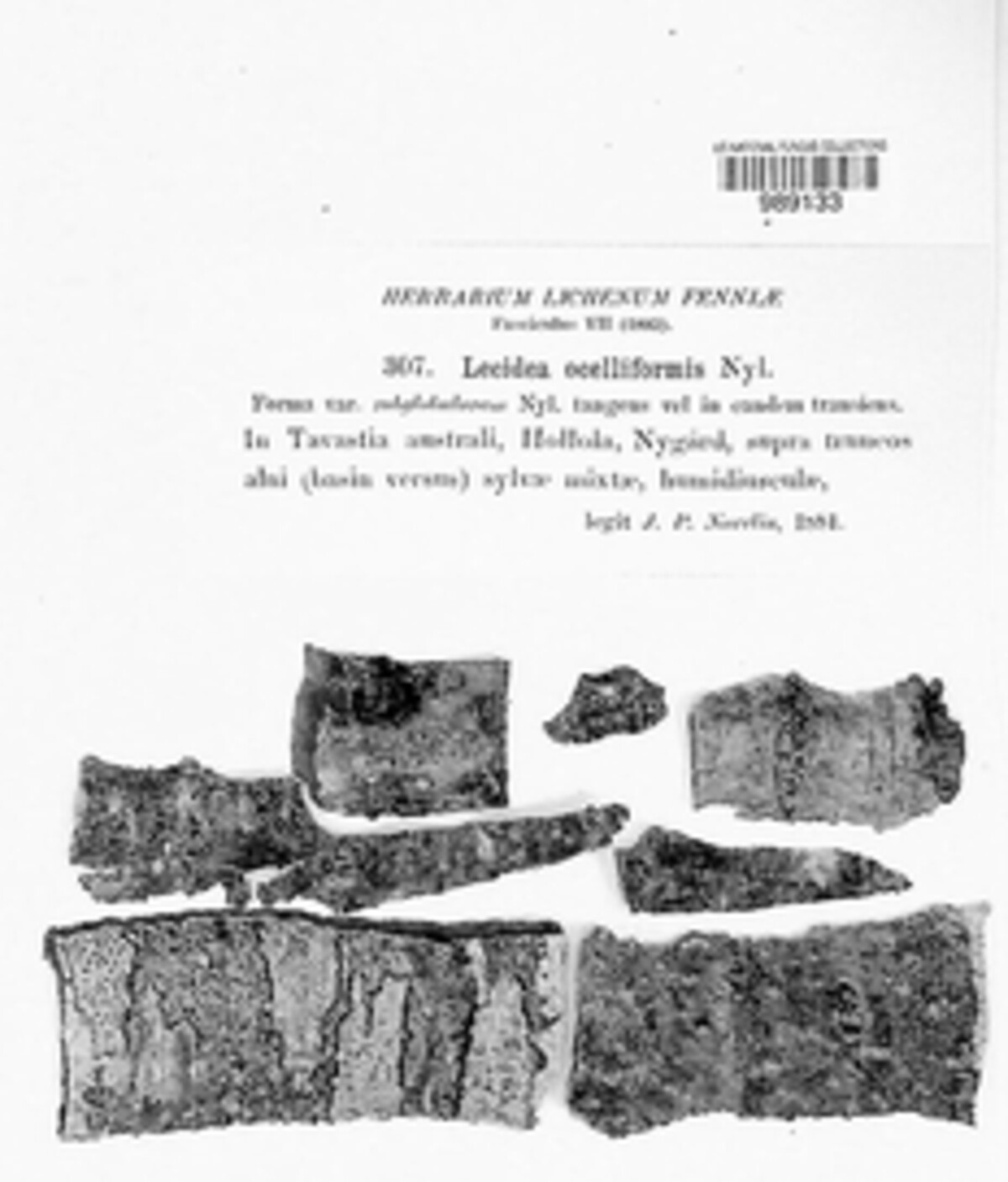 Ivanpisutia ocelliformis image